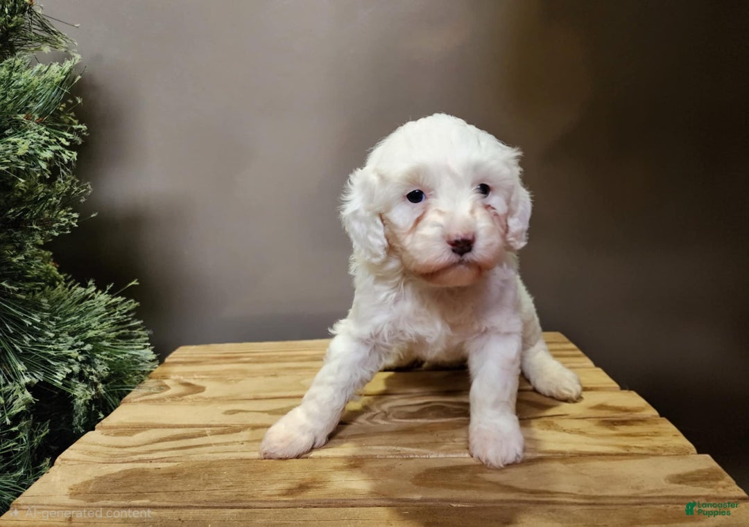 Mini Bernedoodle dogs for sale: Flake - Ad 27