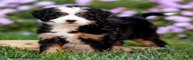Gracie