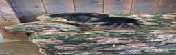 German Shepherd dogs for sale: Heather - Ad 6