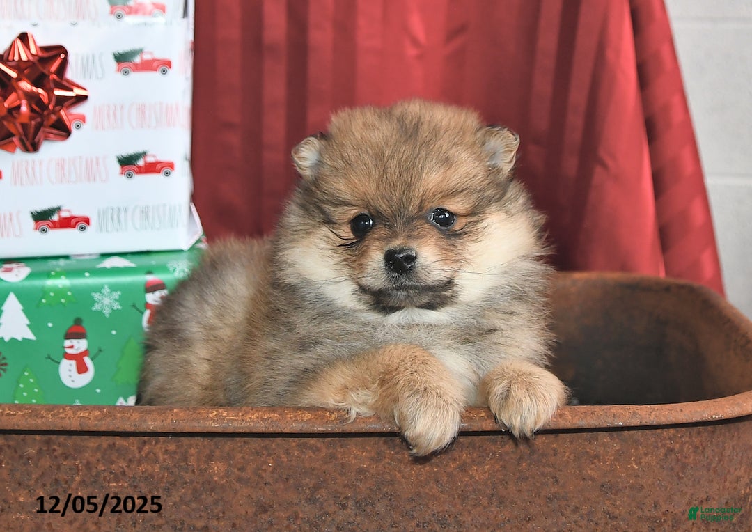 Pomeranian dogs for sale: Noel - Ad 3