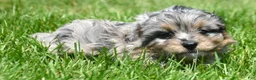Bernedoodle dogs for sale: Blue Bernedoodle 3 - Ad 3