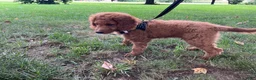 Mini Goldendoodle dogs for sale: Abigail - Ad 4