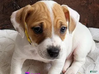 Jack Russell Terrier dogs Jack Russell Terrier Puppy 3 - Ad 13