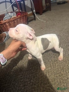 Mixed Breed dogs for sale: Female 3 - Ad 4