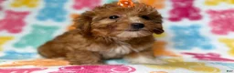 Yorkiepoo dogs for sale: Bree - Ad 7