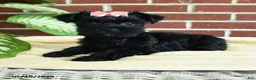 Yorkshire Terrier dogs for sale: Raven - Ad 2