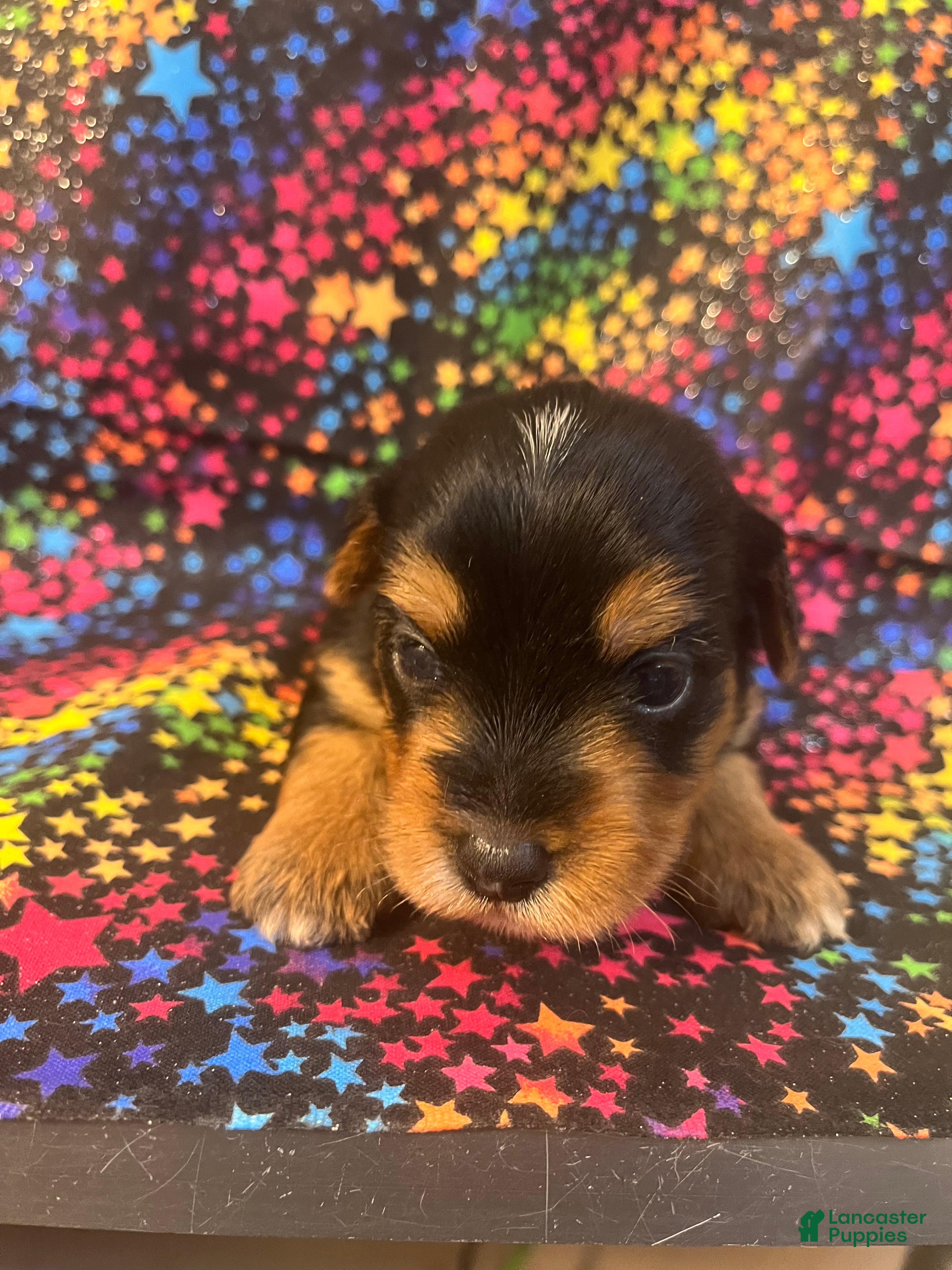 Yorkshire Terrier dogs Yorkshire Terrier 4 girl  - Ad 2