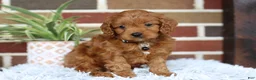 Cavapoo dogs for sale: Everest - Ad 4