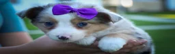 Mixed Breed dogs for sale: Gloria🩷  - Ad 9