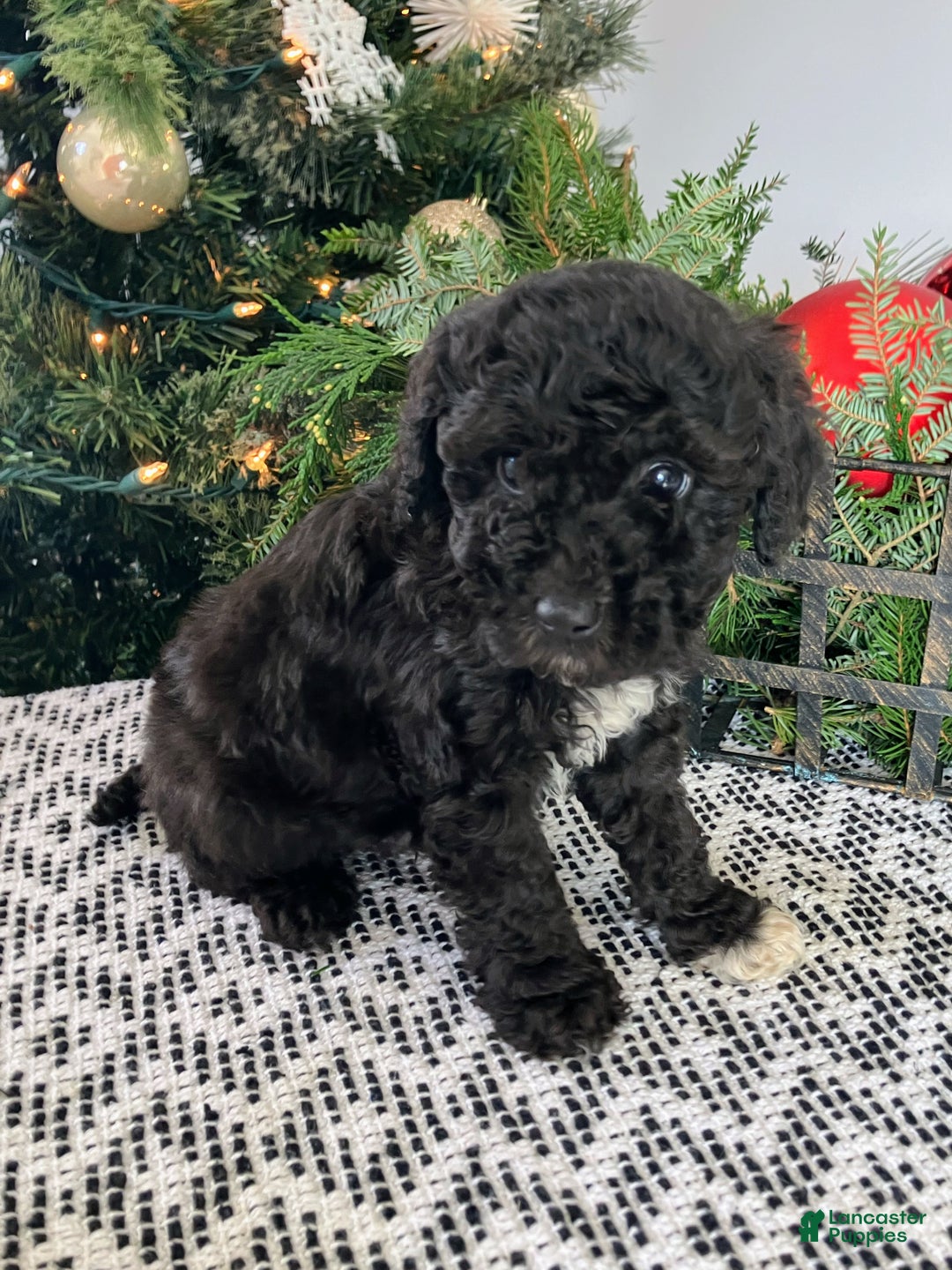 Mini Aussiedoodle dogs for sale: Ace - Ad 1