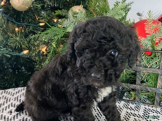 Mini Aussiedoodle dogs Ace - Ad 12