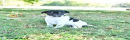 Rat Terrier dogs for sale: Rubble - Ad 4