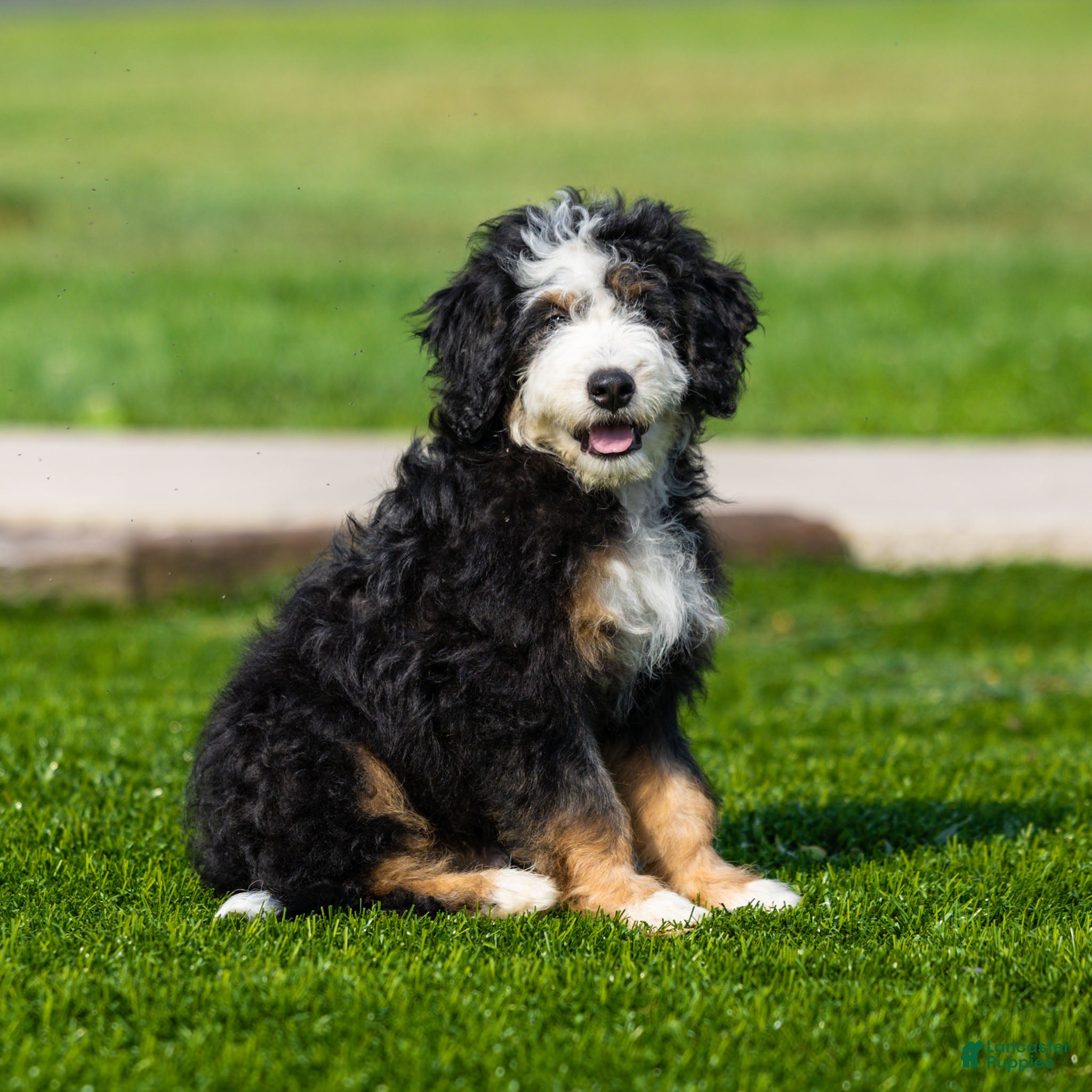 Bernedoodle dogs Briggs Bernedoodle Puppy  - Ad 1