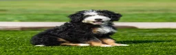 Bernedoodle dogs for sale: Briggs Bernedoodle Puppy  - Ad 1