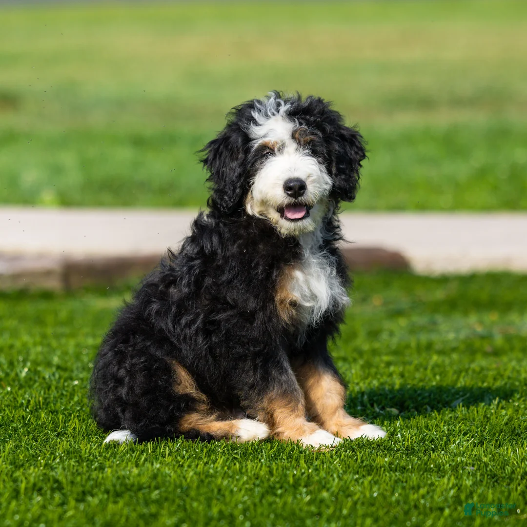 Bernedoodle dogs for sale: Briggs Bernedoodle Puppy  - Ad 1
