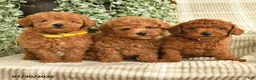 Miniature Poodle dogs for sale: Quintana - Ad 5