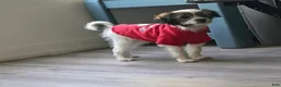 Mixed Breed dogs for sale: Jack  - Ad 5