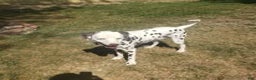 Dalmatian dogs for stud: AKC Registered Stud - Ad 6