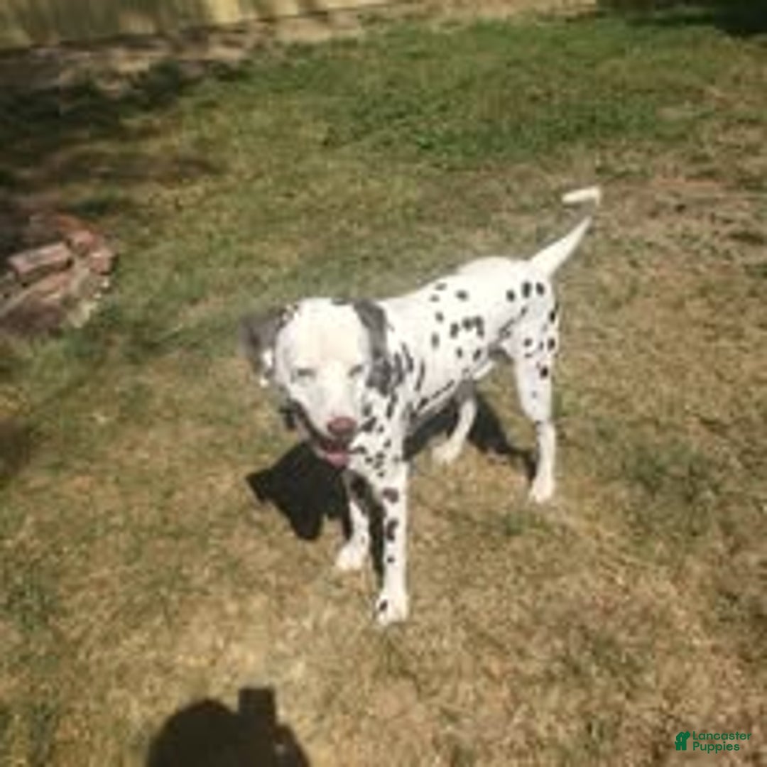Dalmatian dogs for stud: AKC Registered Stud - Ad 6