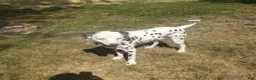 Dalmatian dogs for stud: AKC Registered Stud - Ad 6