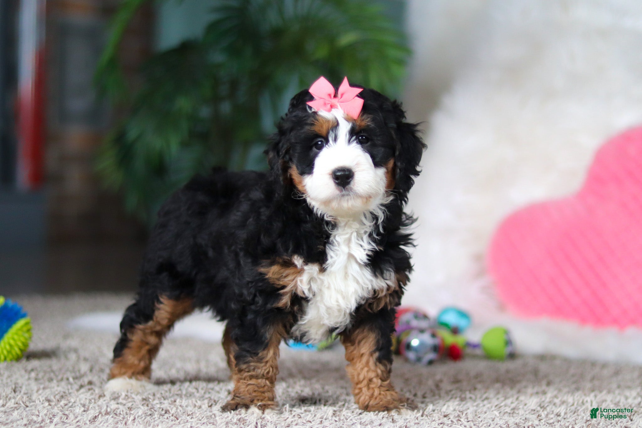 Mini Bernedoodle dogs Opal - Ad 1