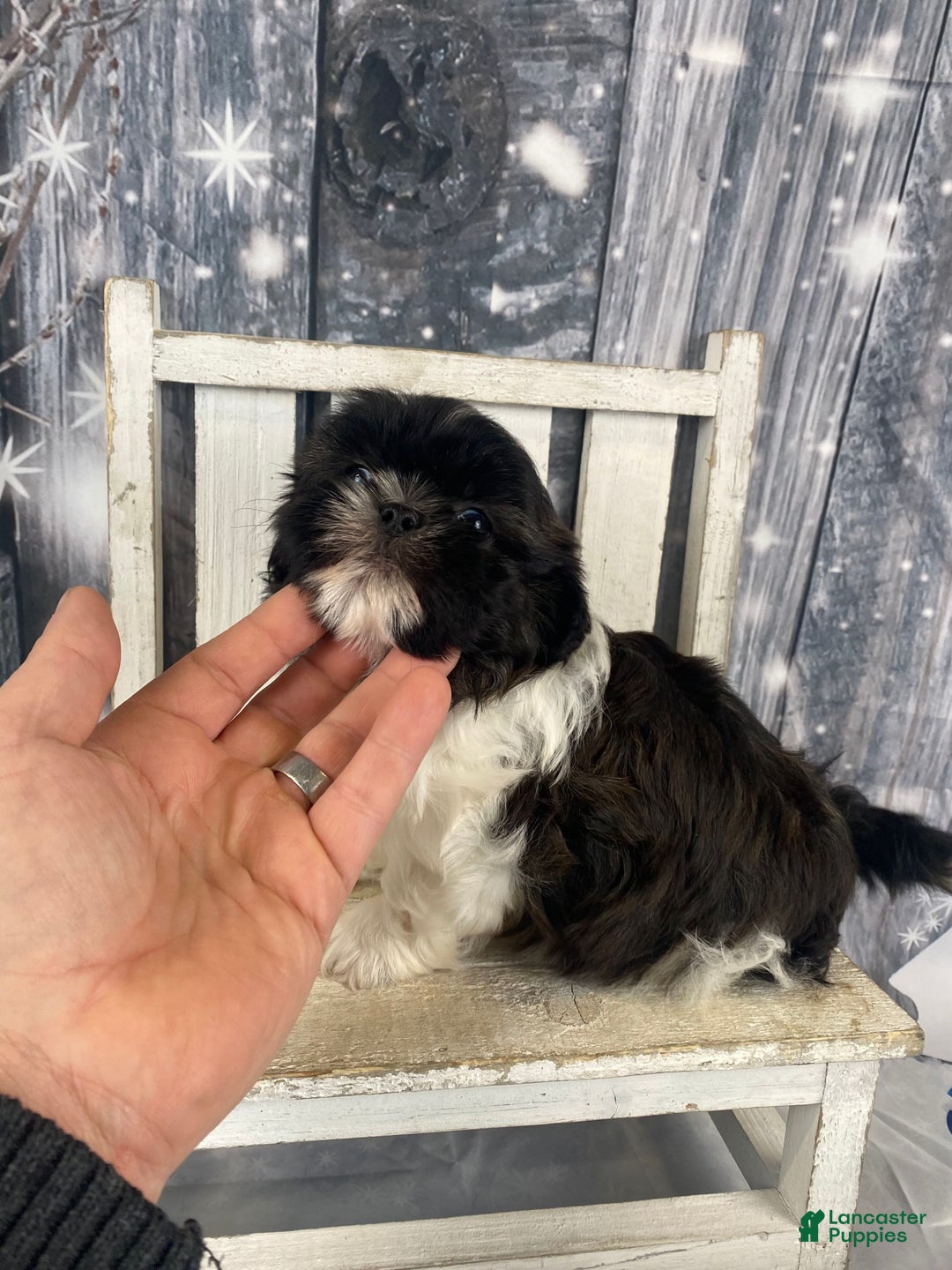 Shih Tzu dogs for sale: Teddy - Ad 2
