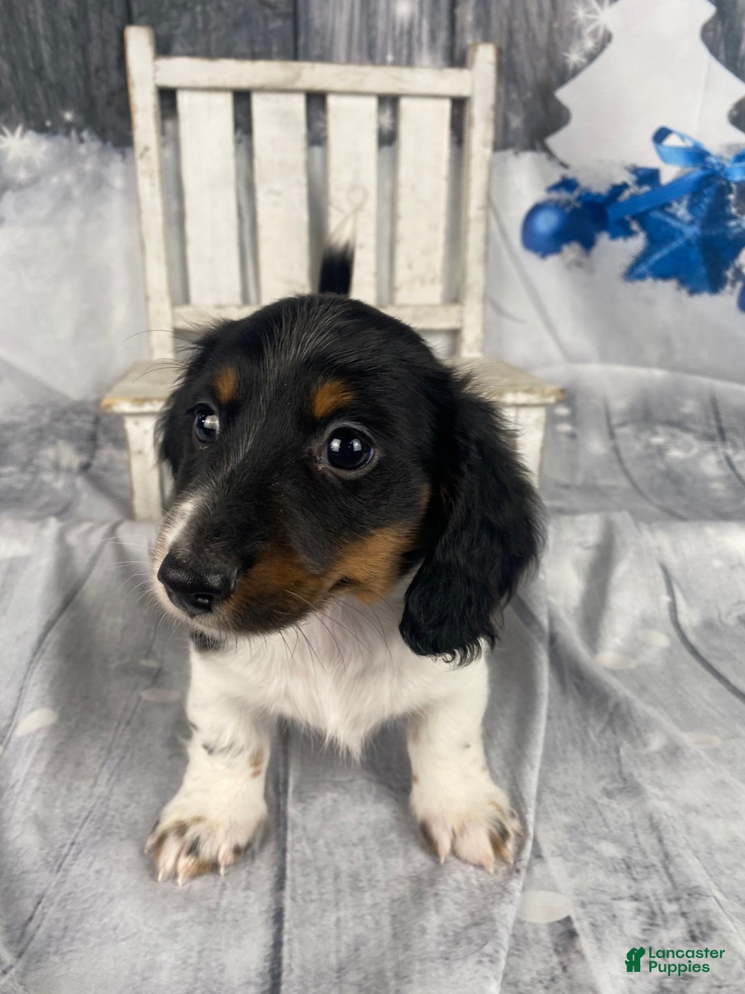 Miniature Dachshund dogs for sale: Benny - Ad 2