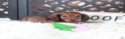 Miniature Dachshund dogs for sale: Miniature Dachshund Bella  - Ad 3