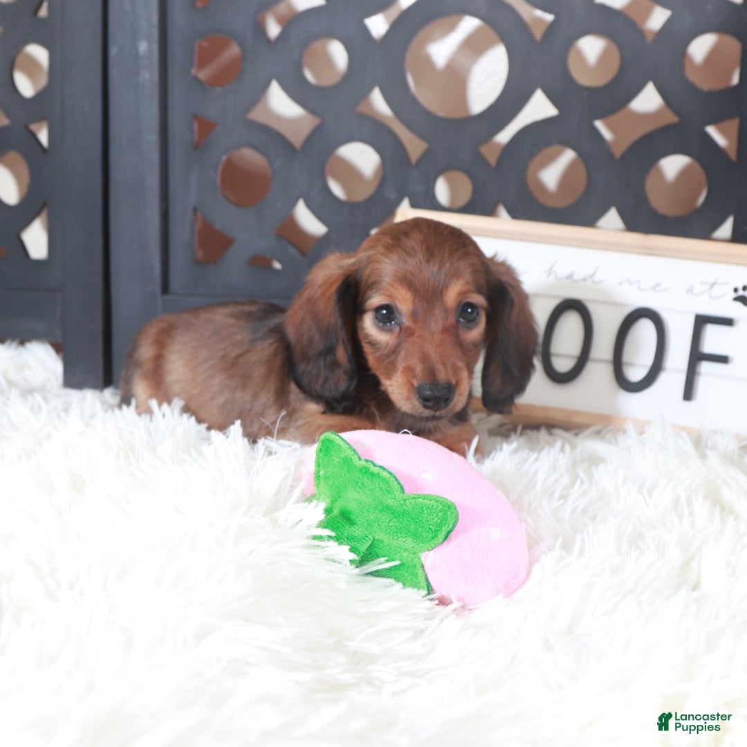 Miniature Dachshund dogs for sale: Miniature Dachshund Bella  - Ad 3