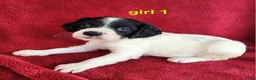 Brittany Spaniel dogs for sale: French Brittany girl 1 - Ad 3