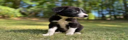Border Collie dogs for sale: Paddy - Ad 6