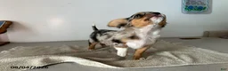 Chihuahua dogs for sale: Dandy - Ad 3