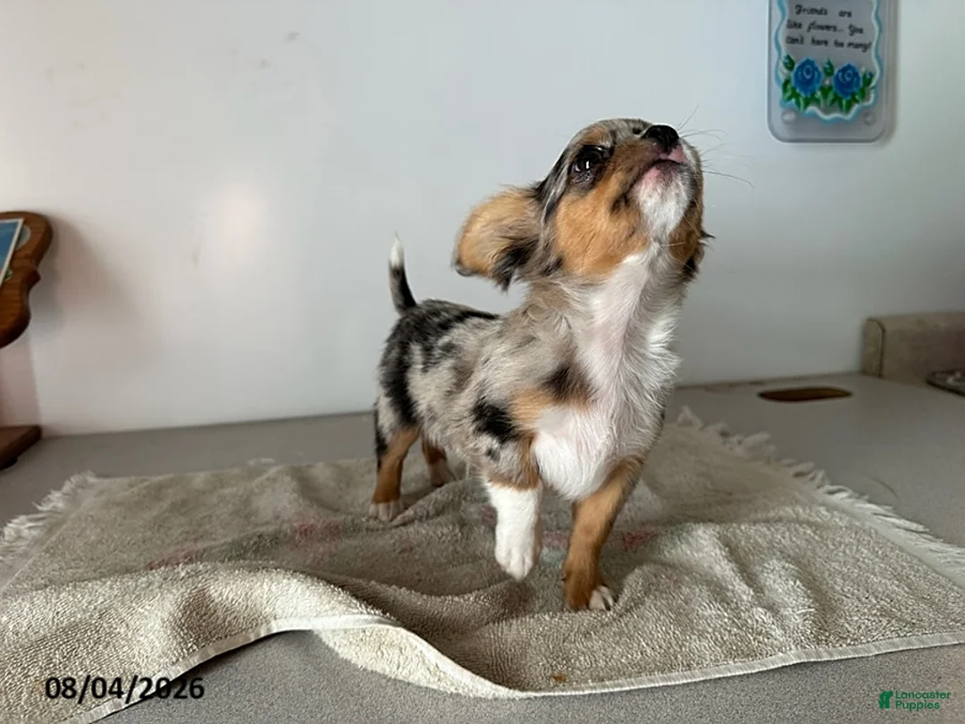 Chihuahua dogs for sale: Dandy - Ad 3