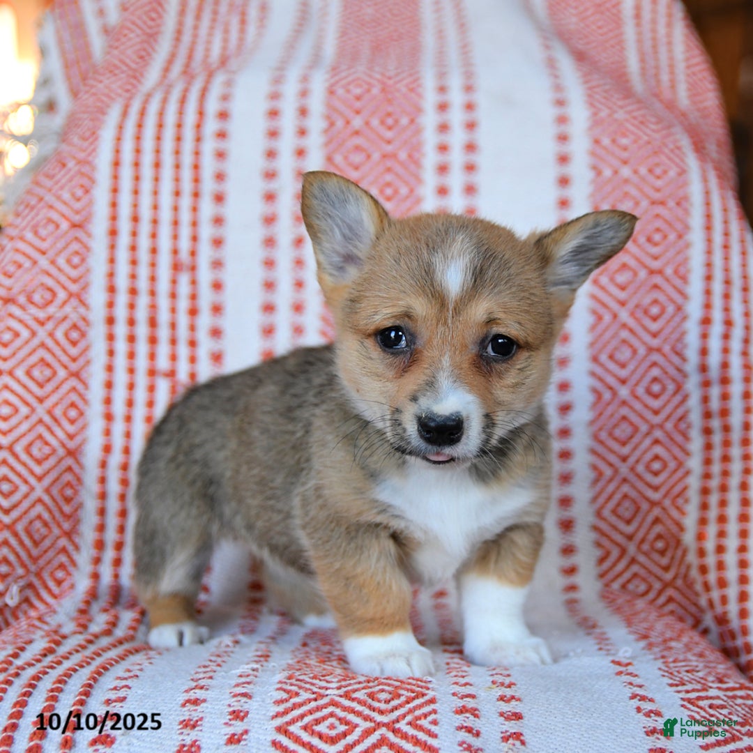 Welsh Corgi Pembroke dogs for sale: Sage - Ad 3