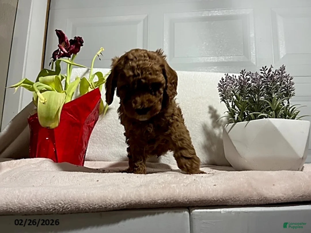 Miniature Poodle dogs for sale: Buster - Ad 2