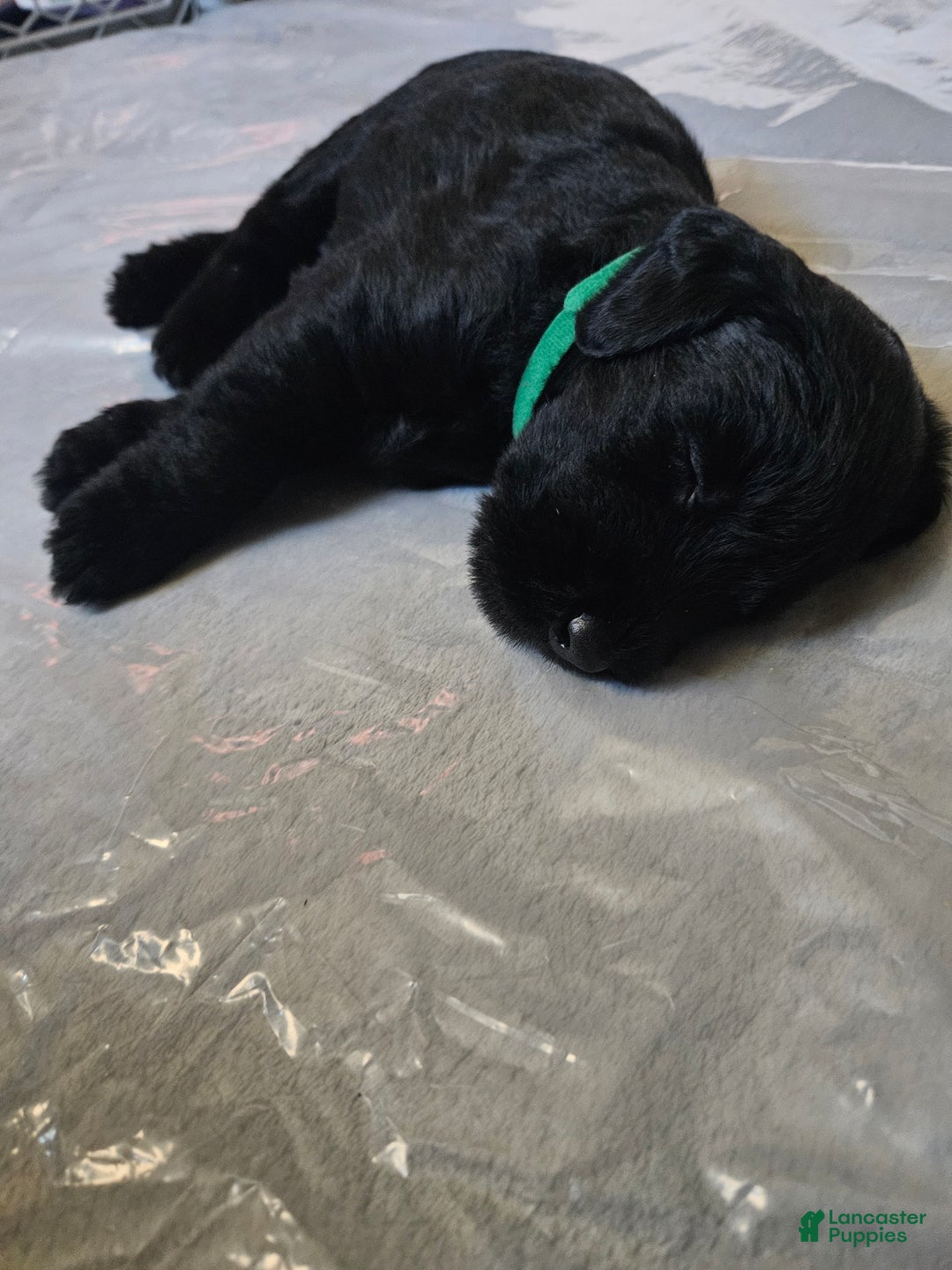 Giant Schnauzer dogs for sale: Giant Schnauzer Puppy 3 - Ad 2