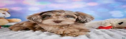 Miniature Poodle dogs for sale:  Penny - Ad 9
