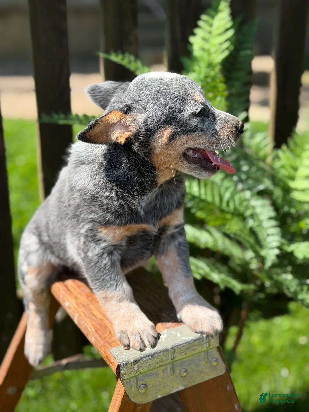 Australian Cattle Dog dogs for sale: Bailey  - Ad 6