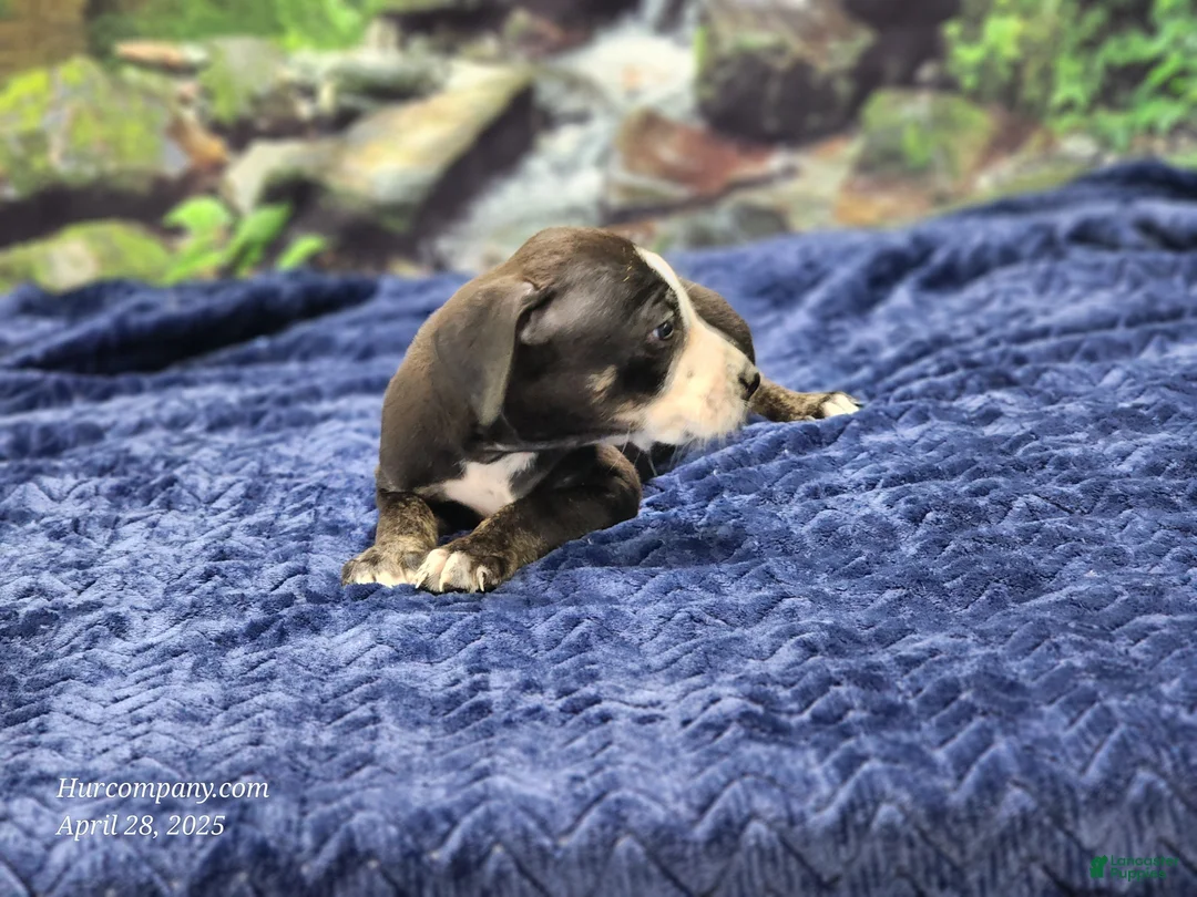 Catahoula Leopard Dog dogs for sale: Luna 2025 Male 1 - Ad 13