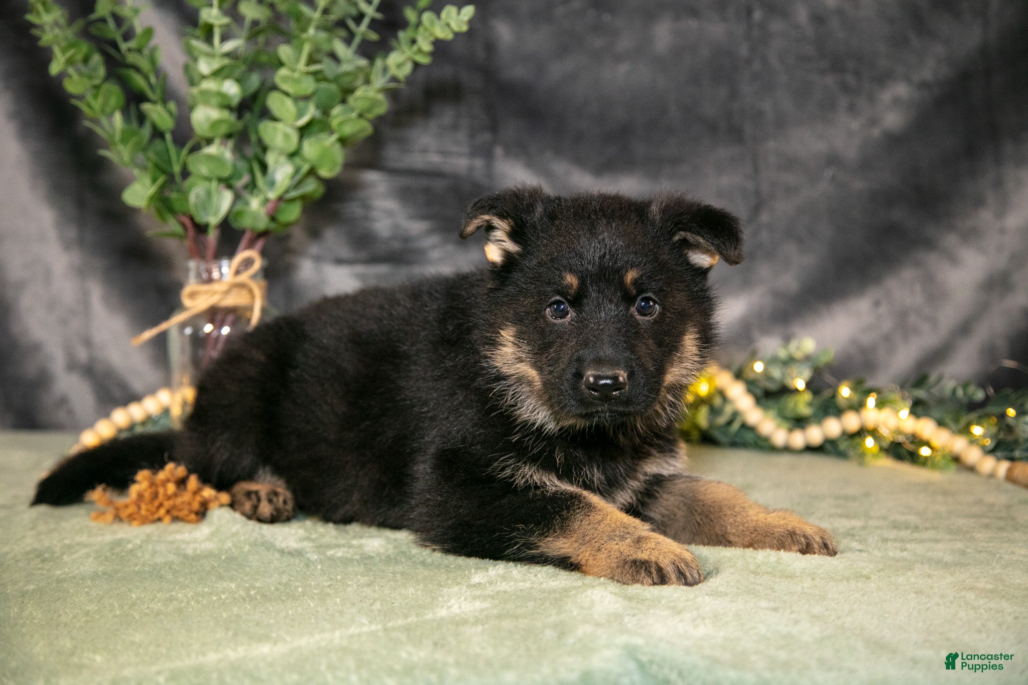 German Shepherd dogs Jax - Ad 1