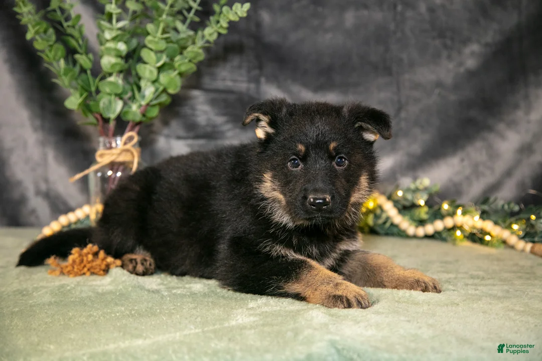 German Shepherd dogs for sale: Jax - Ad 1