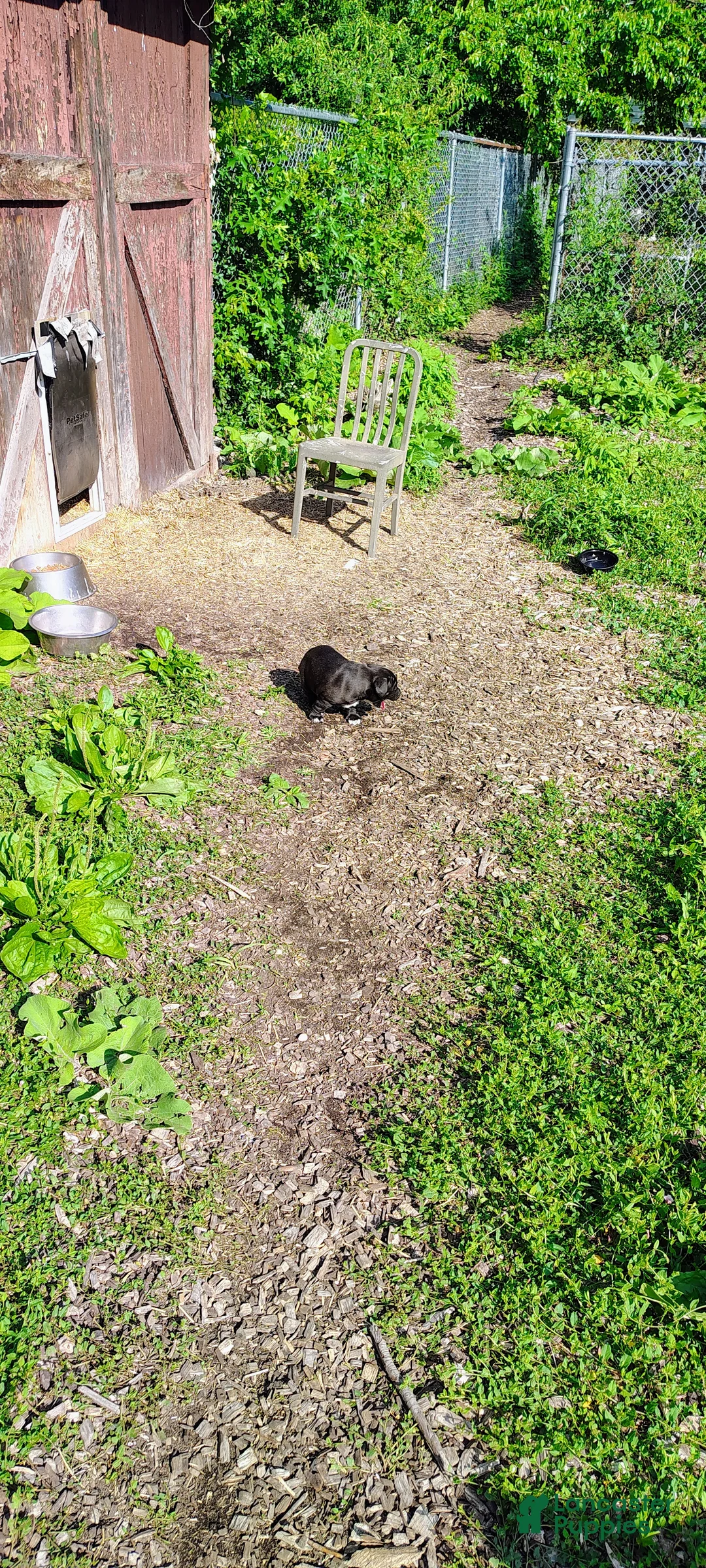 Mixed Breed dogs for sale: Mixed Breed 1 - Ad 1