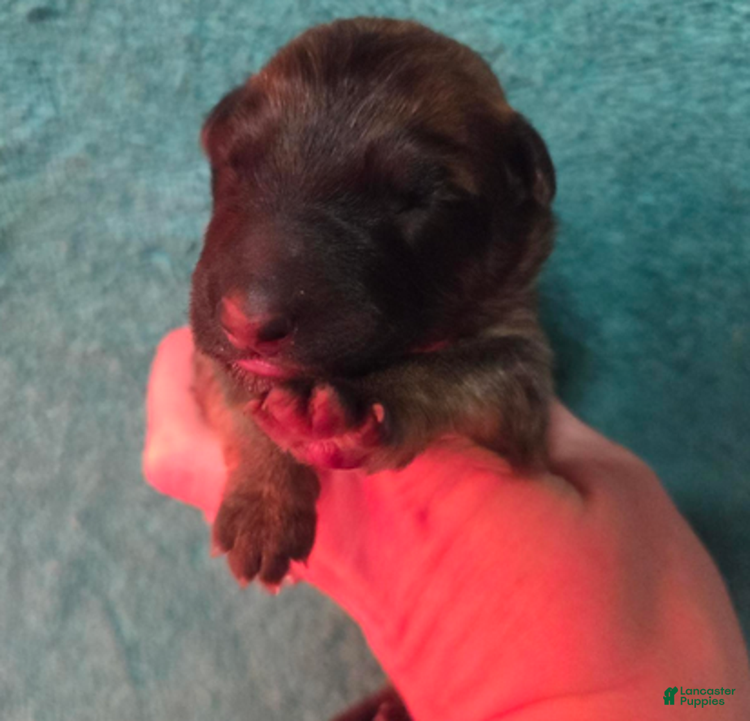 German Shepherd dogs for sale: Lime Green Collar Girl - Ad 2