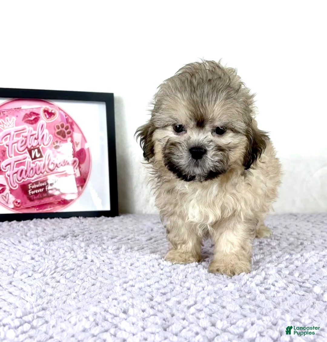 Shihpoo dogs for sale: Aaron  - Ad 5