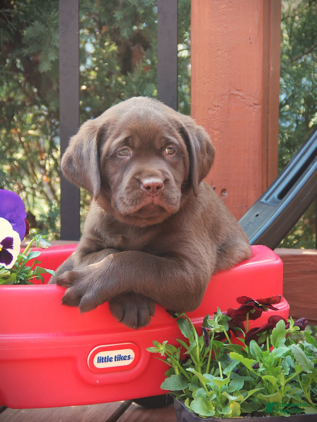 Labrador Retriever dogs for sale: Dexter  - Ad 1