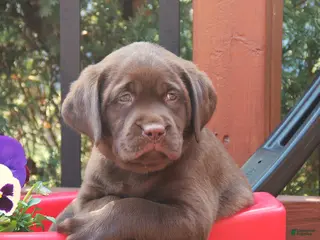 Labrador Retriever dogs for sale: Dexter - Ad 2