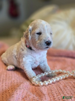 Goldendoodle dogs Elinore - Ad 2