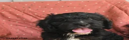 Mini Bernedoodle dogs for sale: Rover - Ad 3