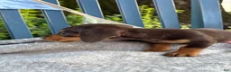 Miniature Dachshund dogs for sale: Tinkerbelle - Ad 9