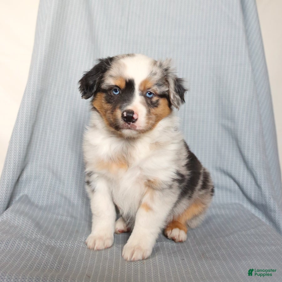 Miniature Australian Shepherd dogs Champ  - Ad 1